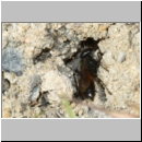 Arachnospila anceps - Wegwespe w003b 7-8mm - OS-Hasbergen-Lehmhuegel-det.jpg